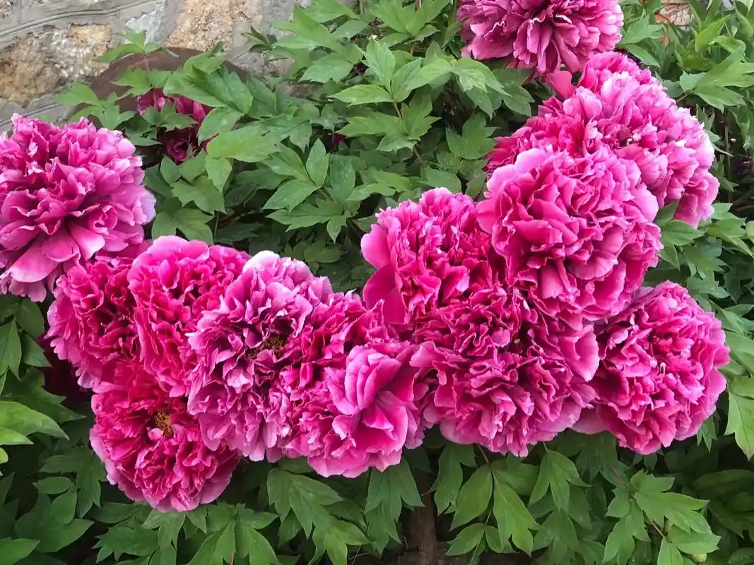 国色天香牡丹花 品种(百园朝霞),(花王)#赏花94听歌17 - 抖音