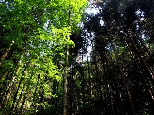 洗肺之地--绵阳平武宽坝林场