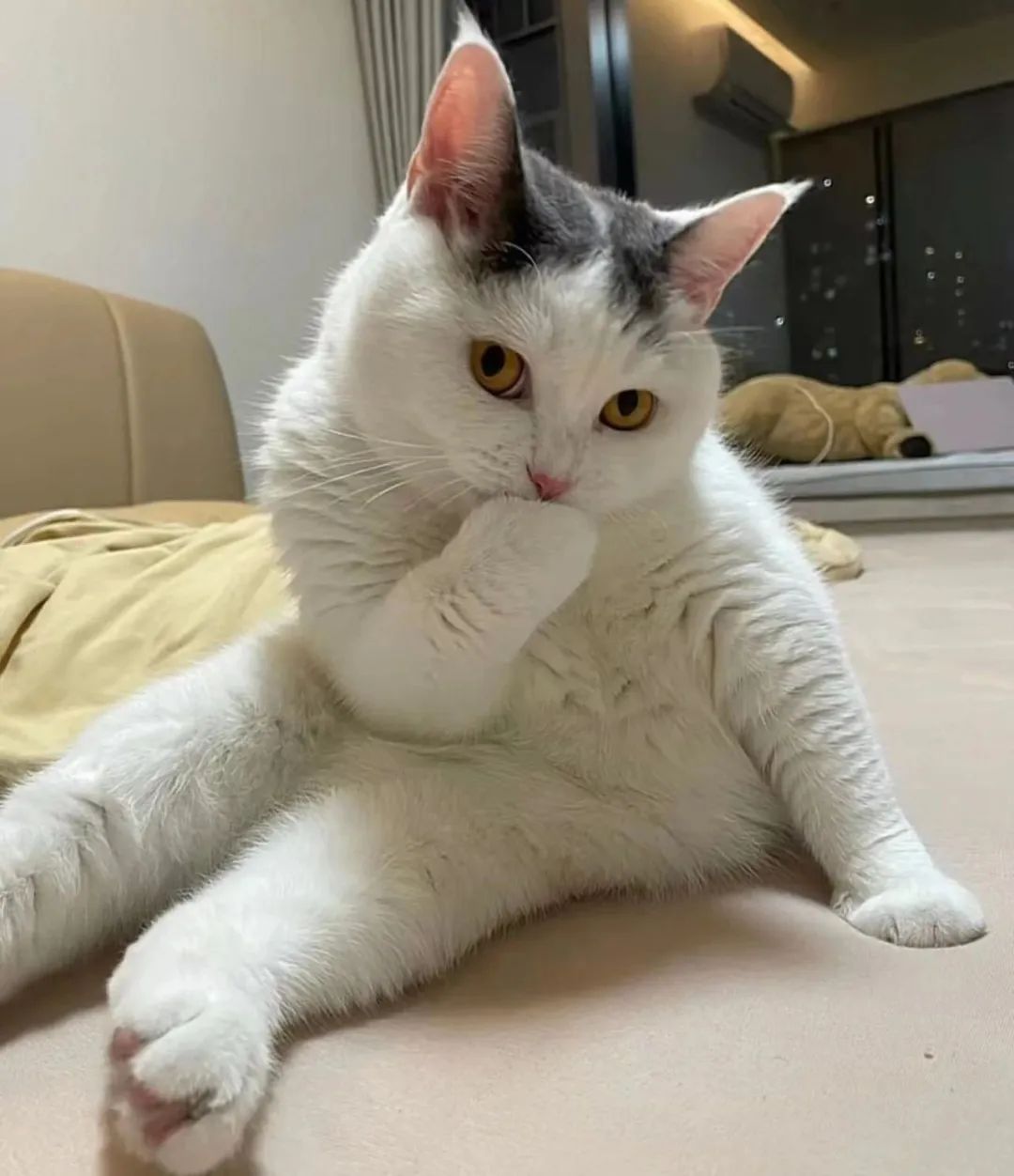 妖娆 猫咪 捂嘴 沙雕 搞笑