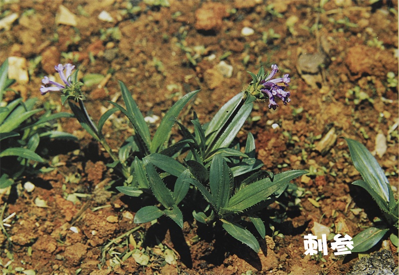 走进云南白药揭秘药用植物园
