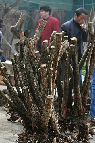 [原作]树桩盆景市场