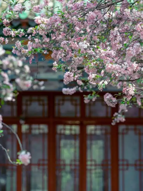 海棠吹雪风月入我65相思依旧只要想起一生中温暖的事海棠就落了下來