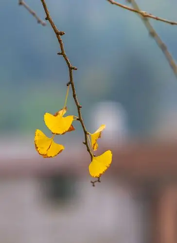 又是一年杏叶黄
