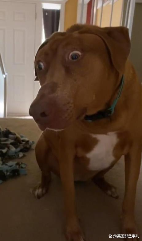 一只天生"震惊脸"的狗子,被有爱的铲屎官收养后,成了小网红!