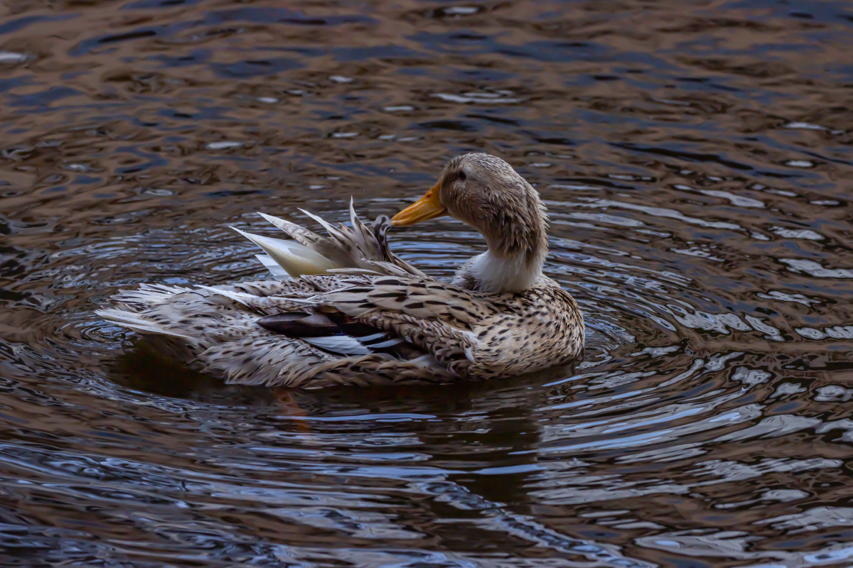 绿头鸭梳理羽毛