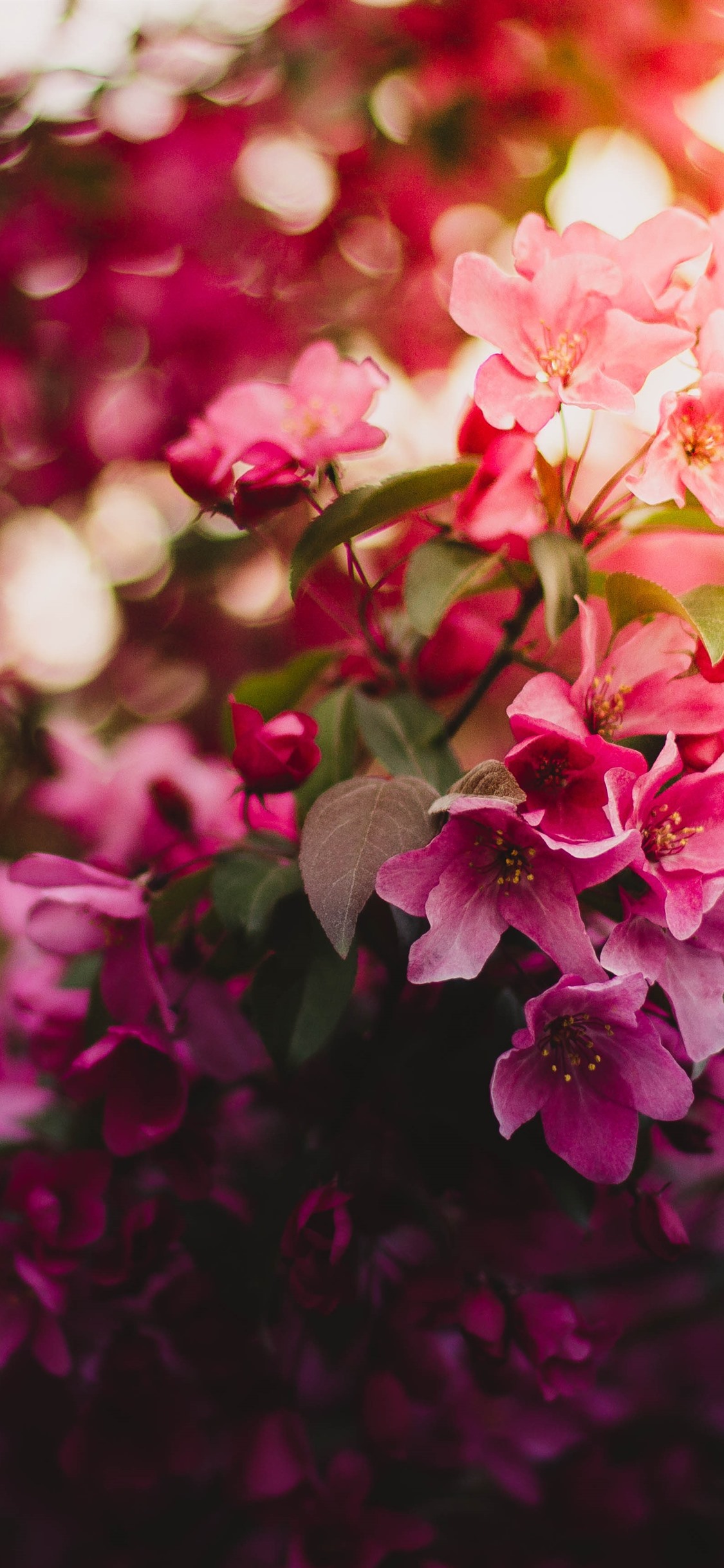 花朵绽放,眩光,春天 1242x2688 iphone 11 pro/xs max 壁纸,图片,背景