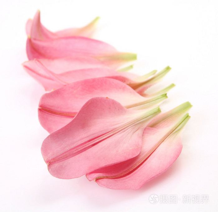 粉红色百合花的花瓣