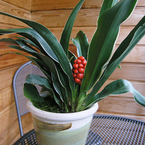 金边青叶万年青四季常青盆栽阳台室内花植物绿植花卉耐寒花冬不凋