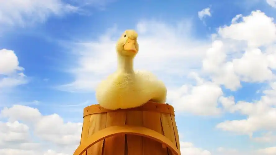 呆萌小鸭动物可爱主题_动物壁纸
