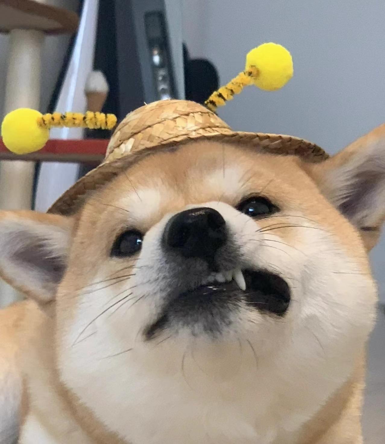 可爱又迷人(沙雕)的狗狗头像 - 知乎