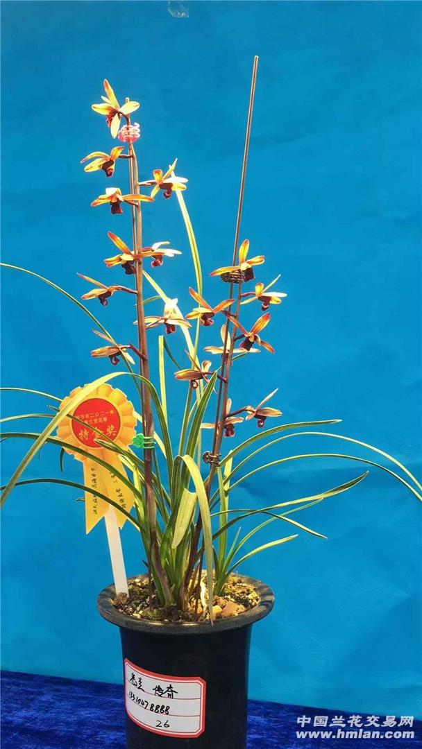 引种曾经的天价兰花蕙兰传奇存档纪念