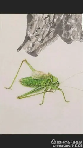 王恒伟作品集 一个传奇的蝈蝈画家