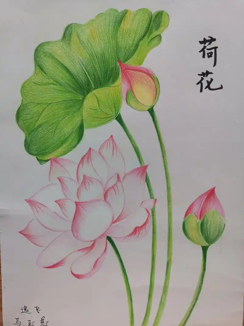 彩铅荷花系列周末一起画起来