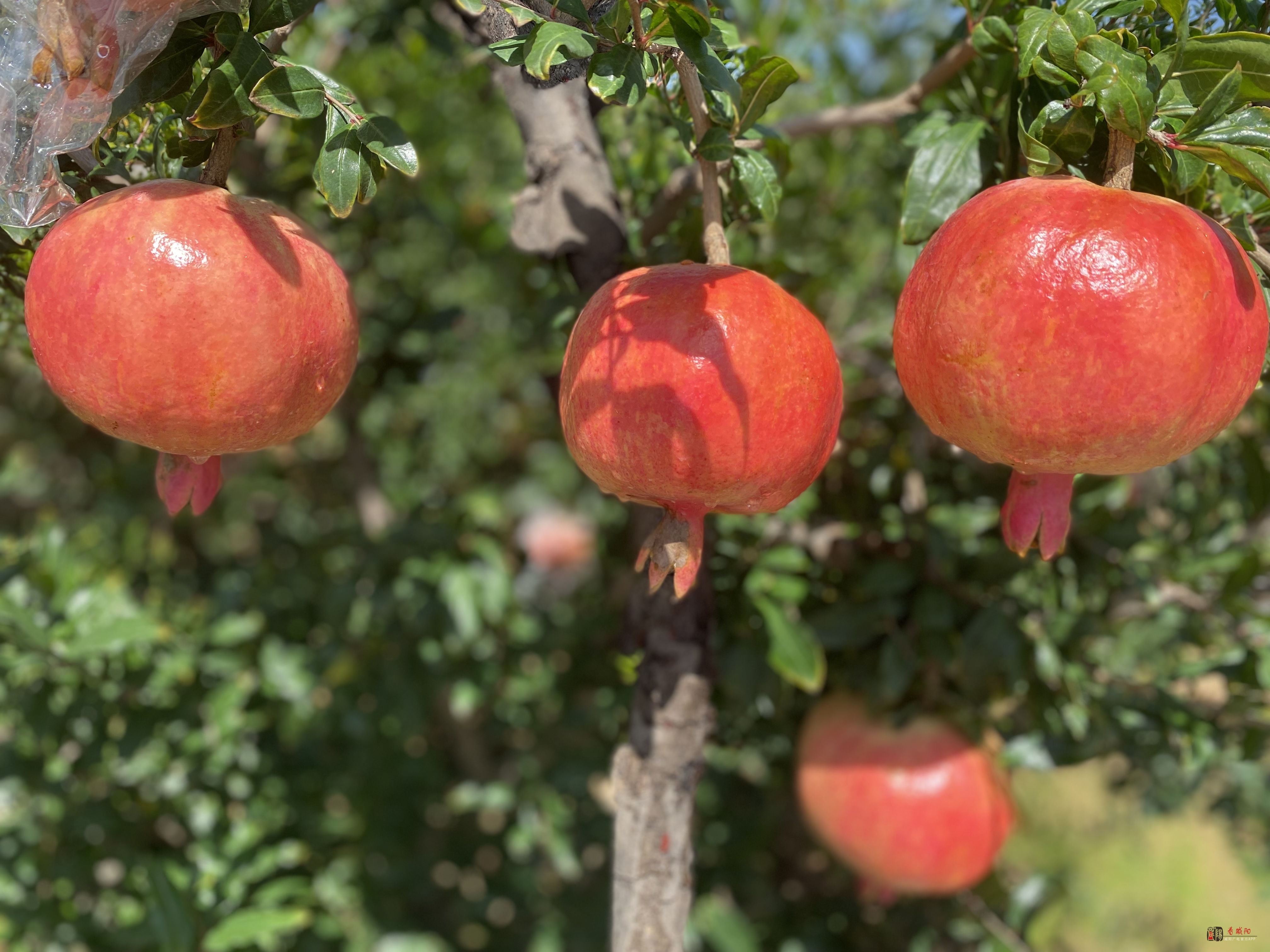 礼泉县种下石榴树结出致富果