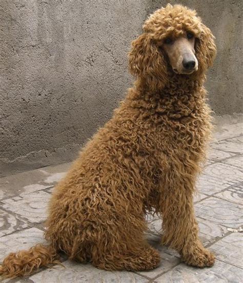 巨型泰迪为什么那么大