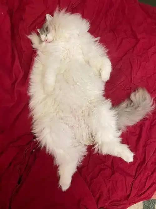 我家宠物好可爱  #我的萌宠  #猫咪  #猫咪日常  #吸猫  #布偶猫