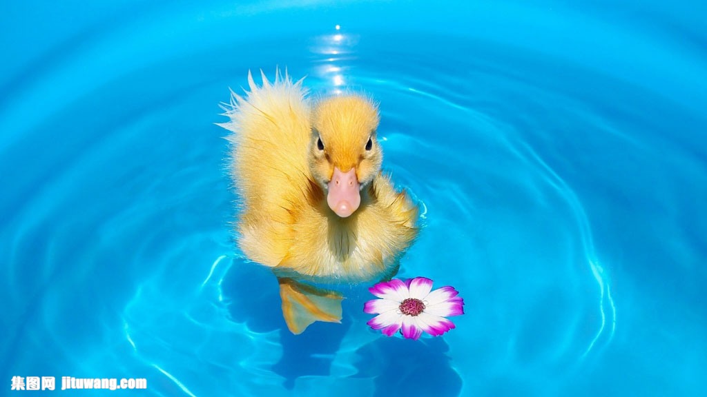 水面上的小鸭子图片