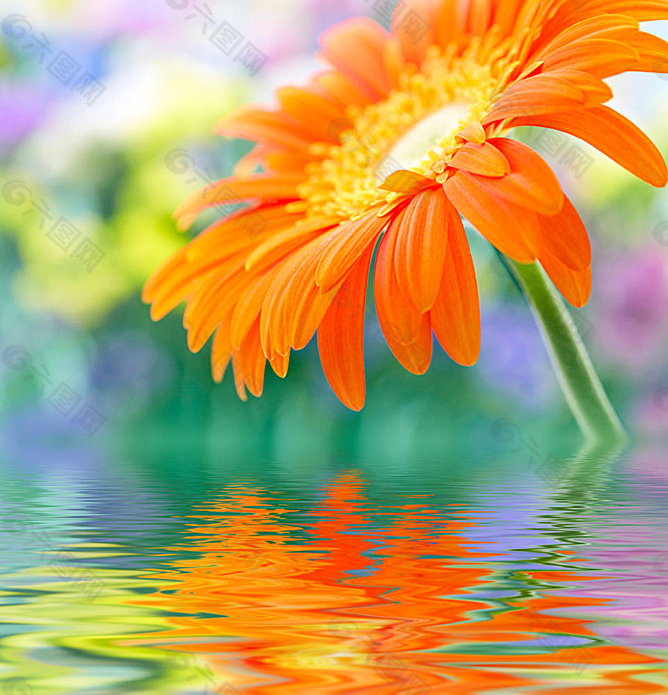 首页 高清图片 风景/生活/旅游/餐饮 美丽鲜花与水纹背景 当前位置