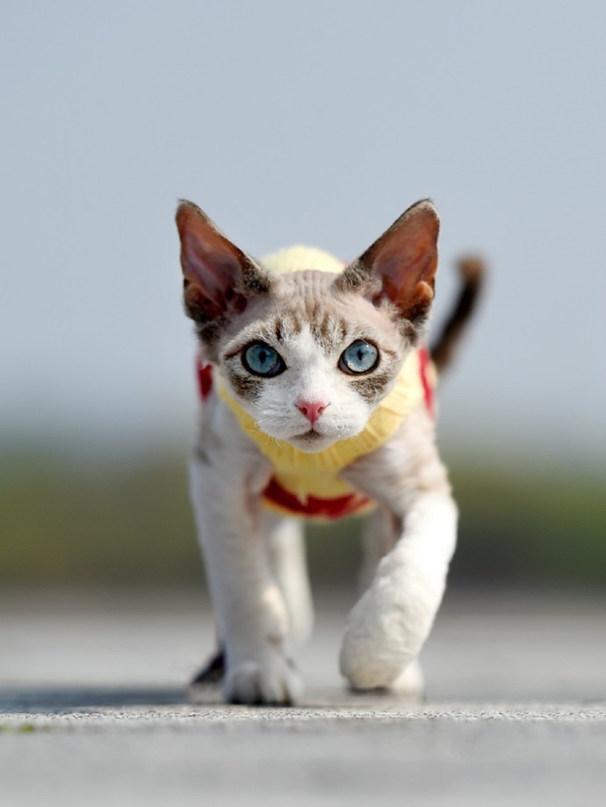 世界上还有这种猎奇的猫?颜值高掉毛少亲人活泼?形容词都不够了