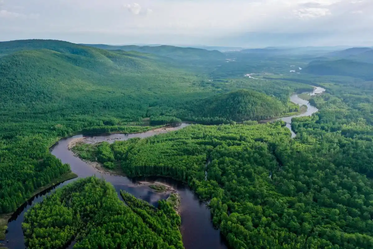 夏日林海景色美