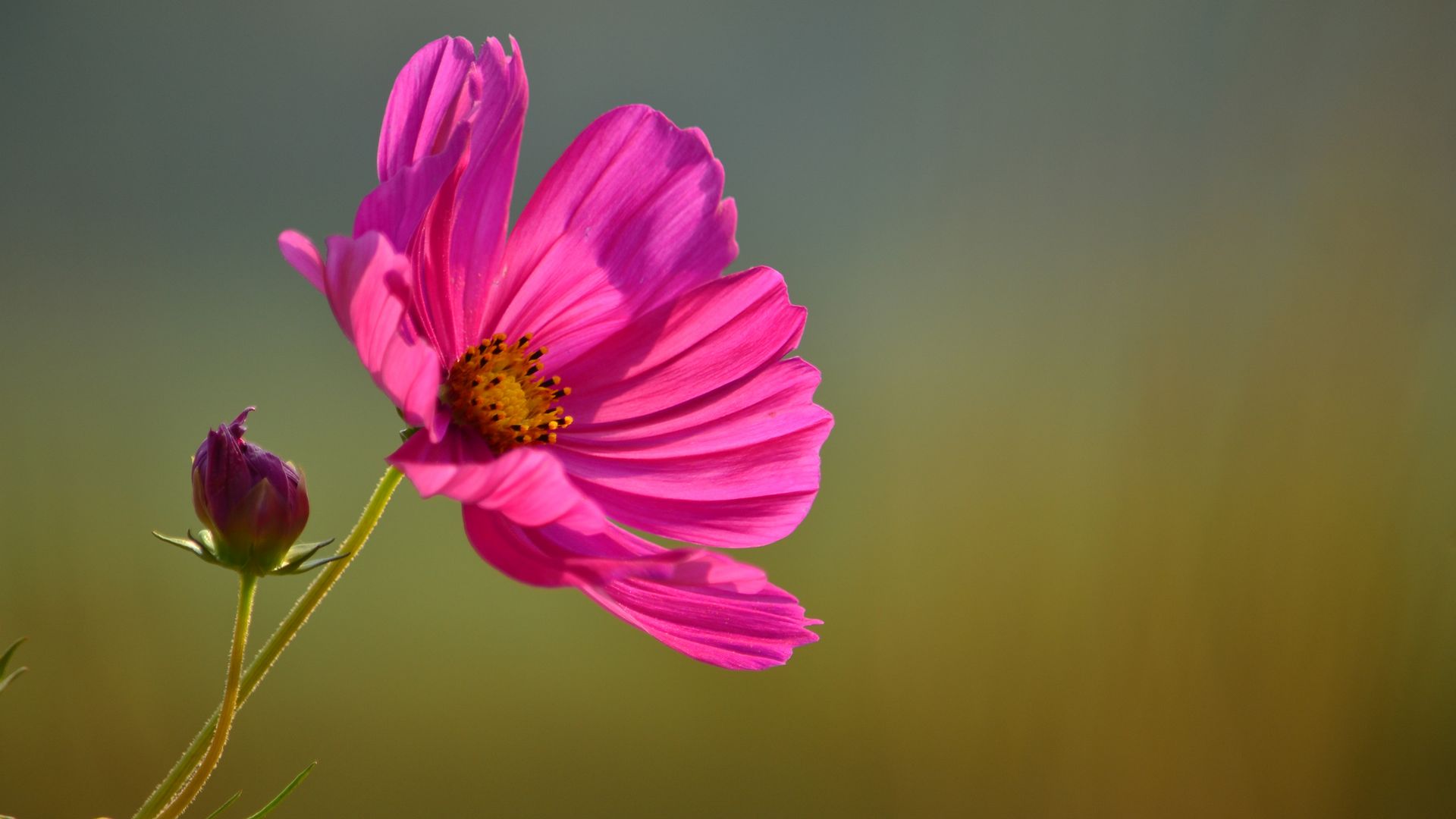 精选格桑花图片高清电脑桌面壁纸