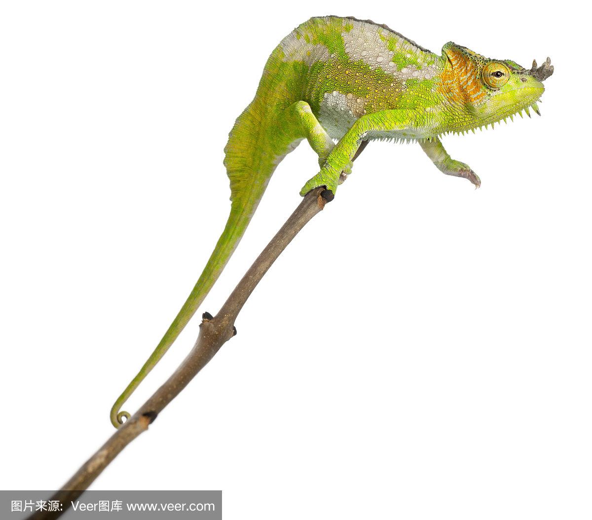 四角变色龙,四角变色龙,栖息在白色背景前的树枝上