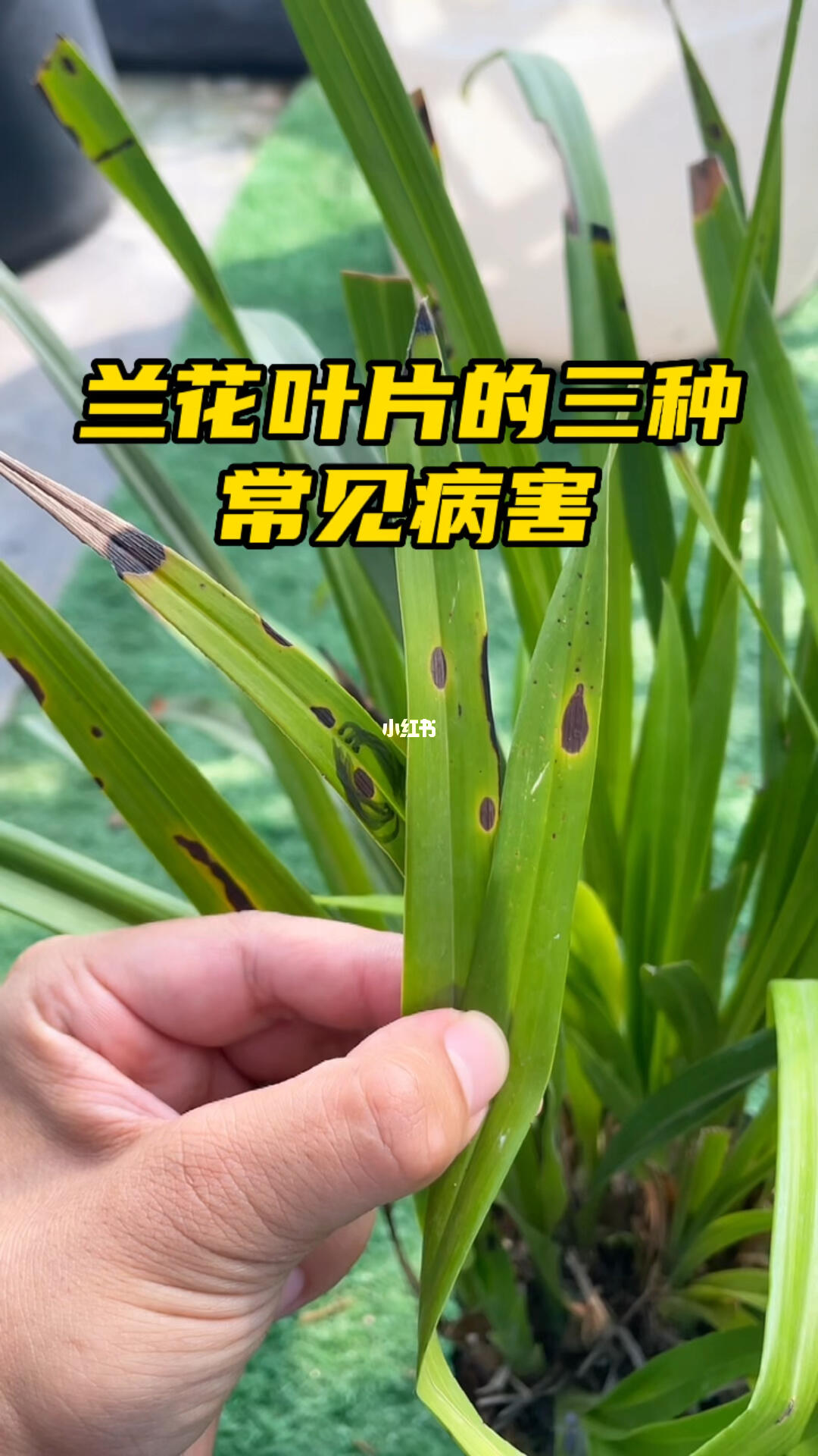 想要养好兰花一定要知道这三种病害