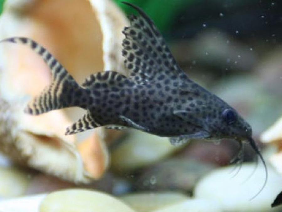 反游猫鱼图片观赏鱼图片