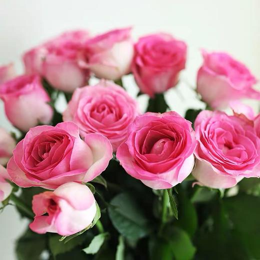 糖果雪山稀有玫瑰10支份买2份减20元仙女的棒棒糖不小心掉落在了人间