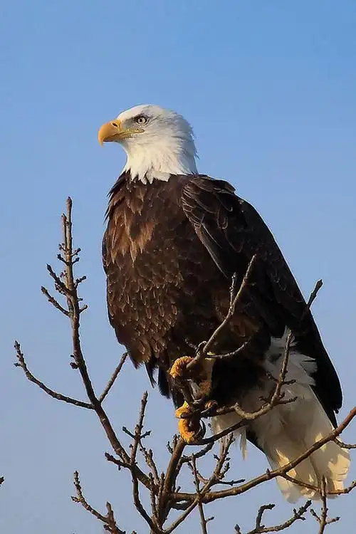 是雄鹰就应该翱翔在蓝天上