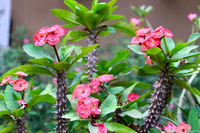 别再羡慕别人的刺梅花了!快来学习这些养殖方法吧!