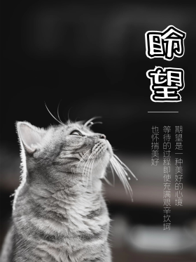 盼望期盼期望希望等待猫咪黑白怀旧海报