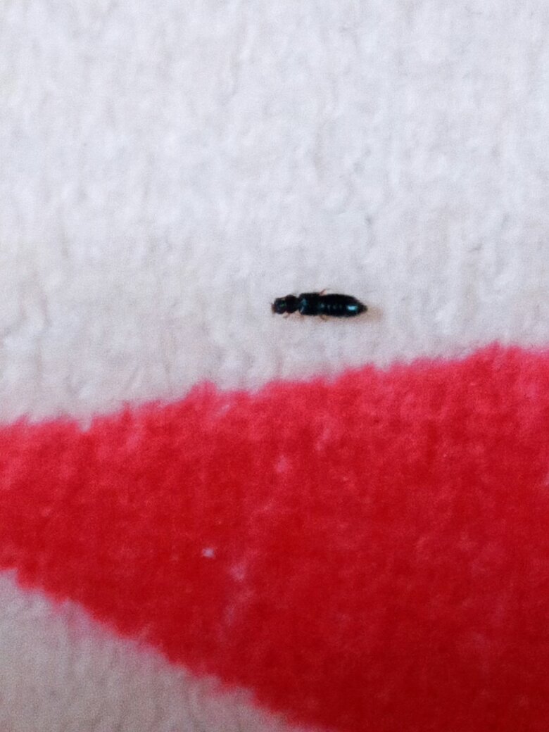 请问下这是什么虫子?有害吗?家里卧室出现好多