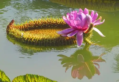 难得一见——王莲开花