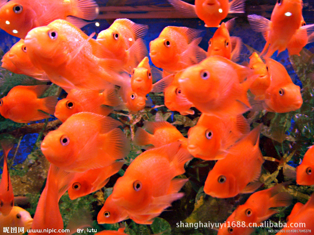 热带观赏鱼的养殖方法【相关词_ 热带观赏鱼饲养方法】