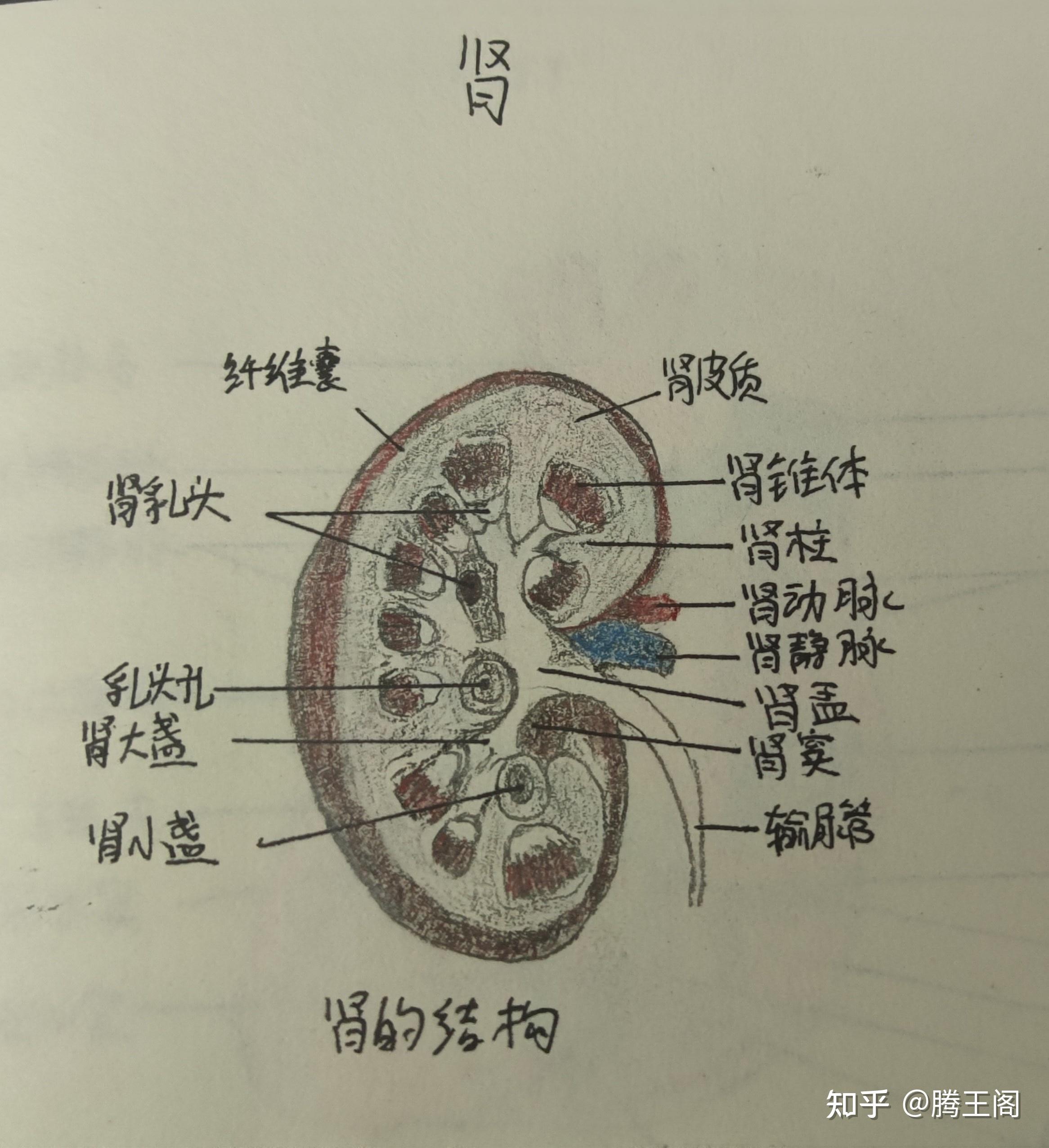 系统解剖学实验画图作业手绘图