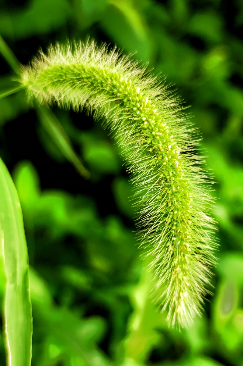 夏夜青绿芭蕉棕榈猪尾巴草