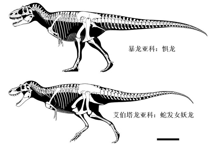 霸王龙竟有第二个种了|麦克雷|霸王龙|君王_新浪新闻