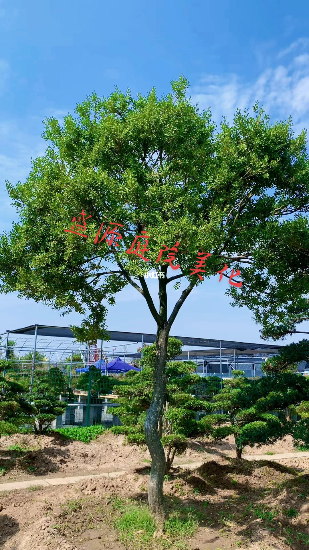 高杆瓜子黄杨树四季常青不落叶耐寒耐旱南