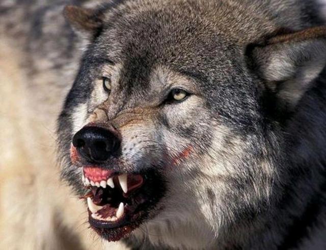 任何动物,总是追求最强者,在狼里面的最强者就是北美灰狼,他们生活在