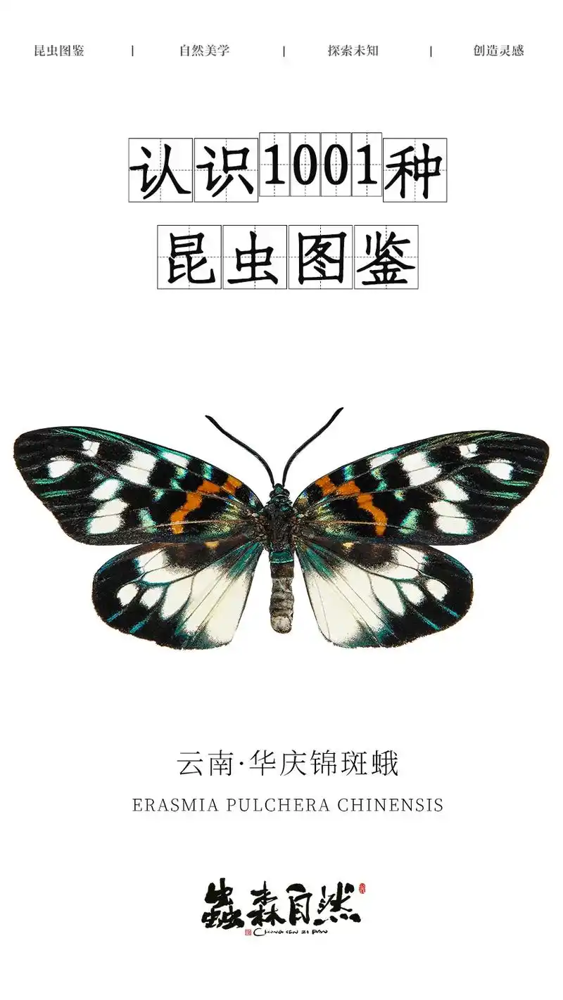 华庆锦斑蛾|昆虫图鉴百科|金属色的漂亮蛾.95  昆 虫 简 - 抖音