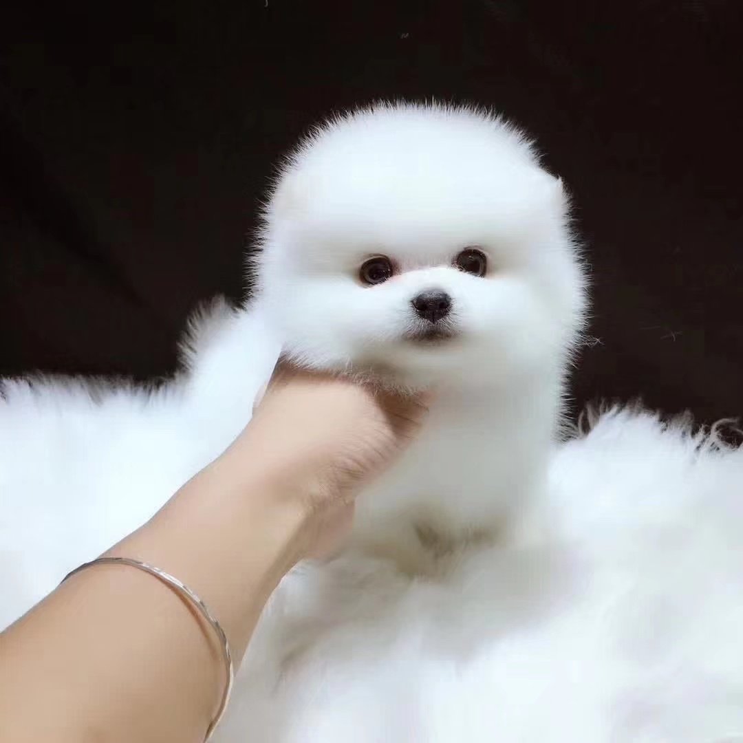 (今日10折)茶杯犬纯种博美幼犬小型可爱泰迪迷你长不大真狗狗活幼体