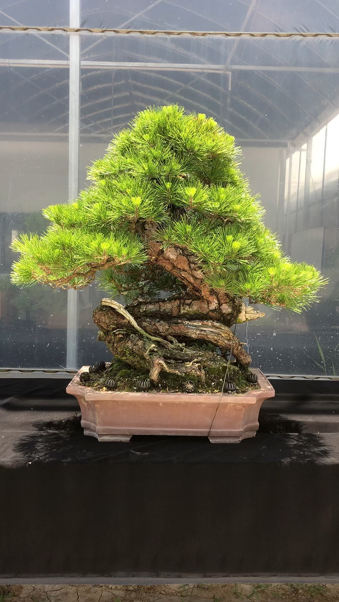 进口三河黑松盆景