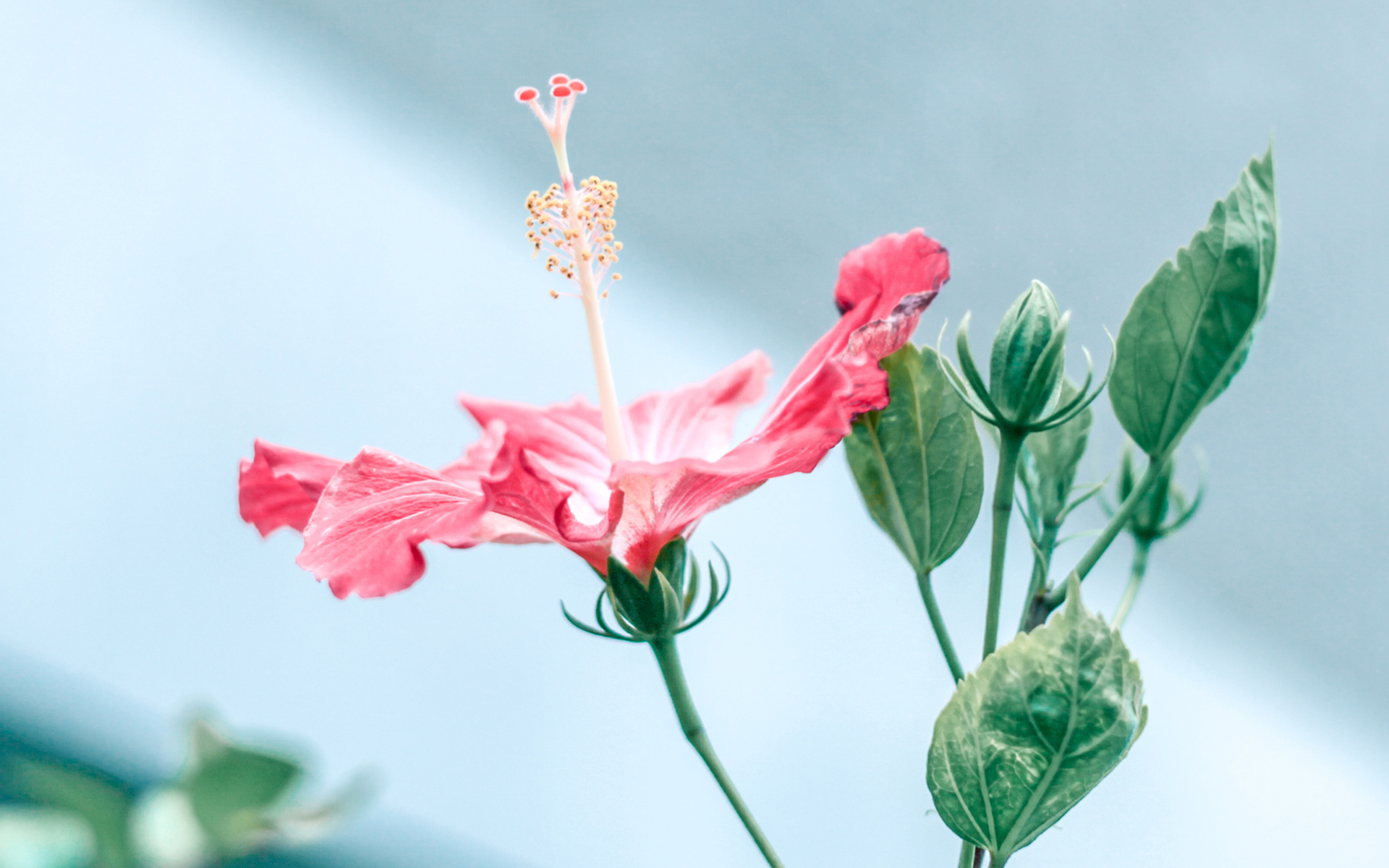 小清新植物超清电脑桌面壁纸图片