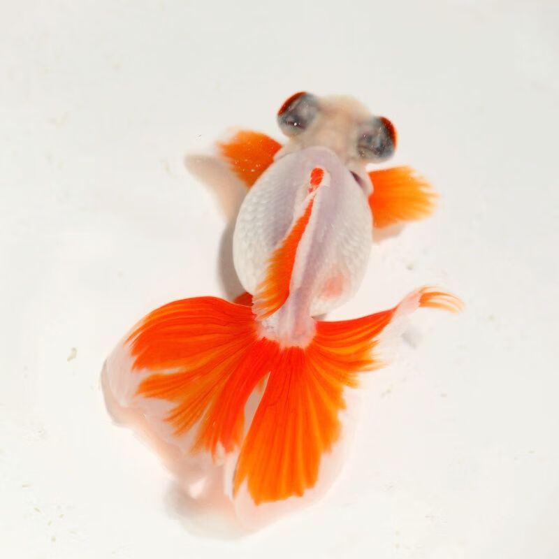 精品红白黑花蝶尾金鱼活体观赏鱼龙睛熊猫风水鱼淡水鱼冷水 7-8cm红黑