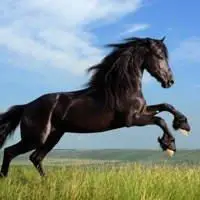 白马qq头像图片 白色骏马图片大全动物被赞:0次时间:最近柴犬qq头像