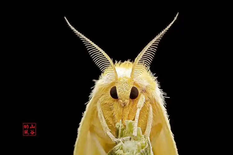 千虫百态58--六种飞蛾