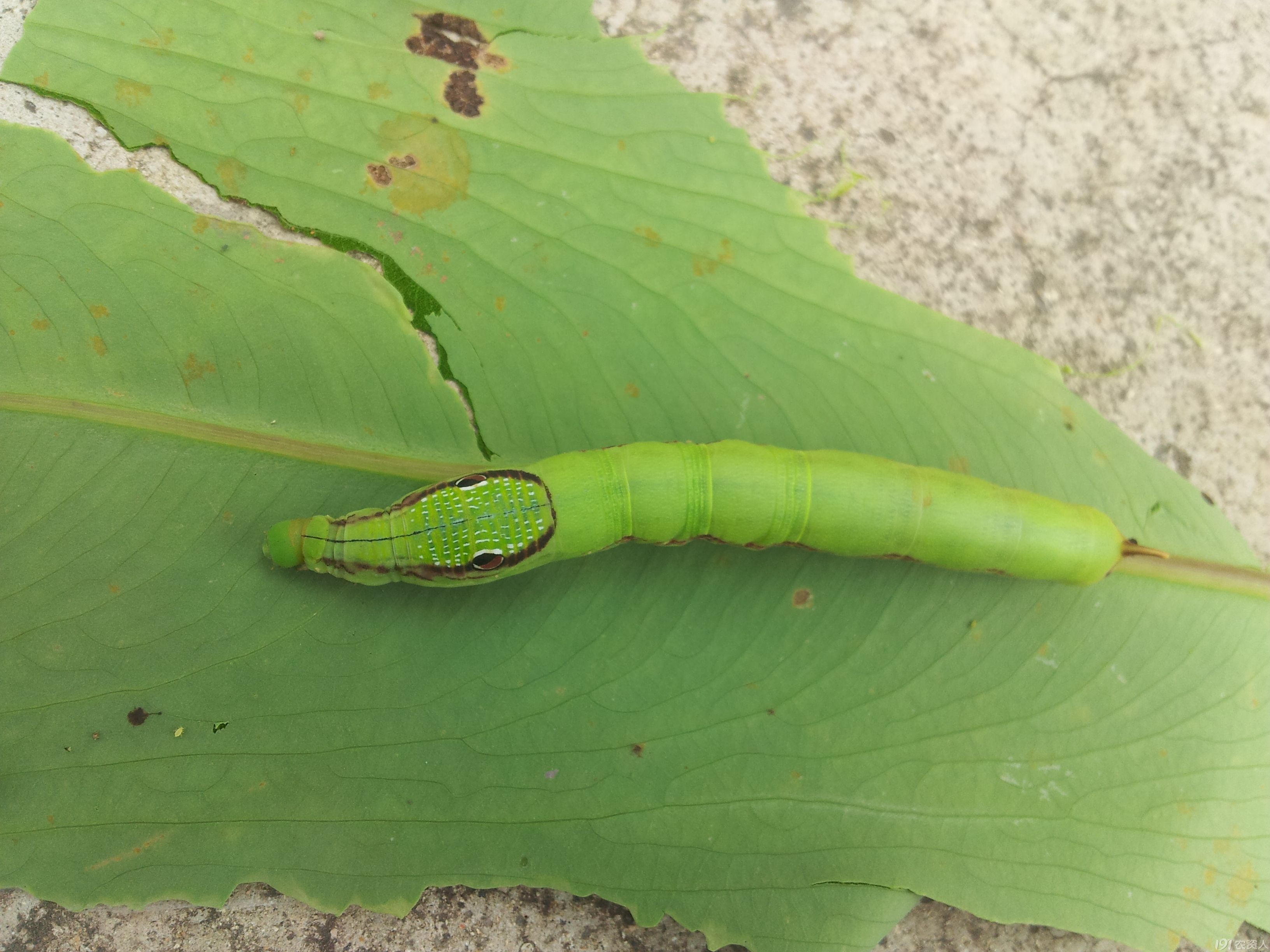 请问这是什么天蛾的幼虫?