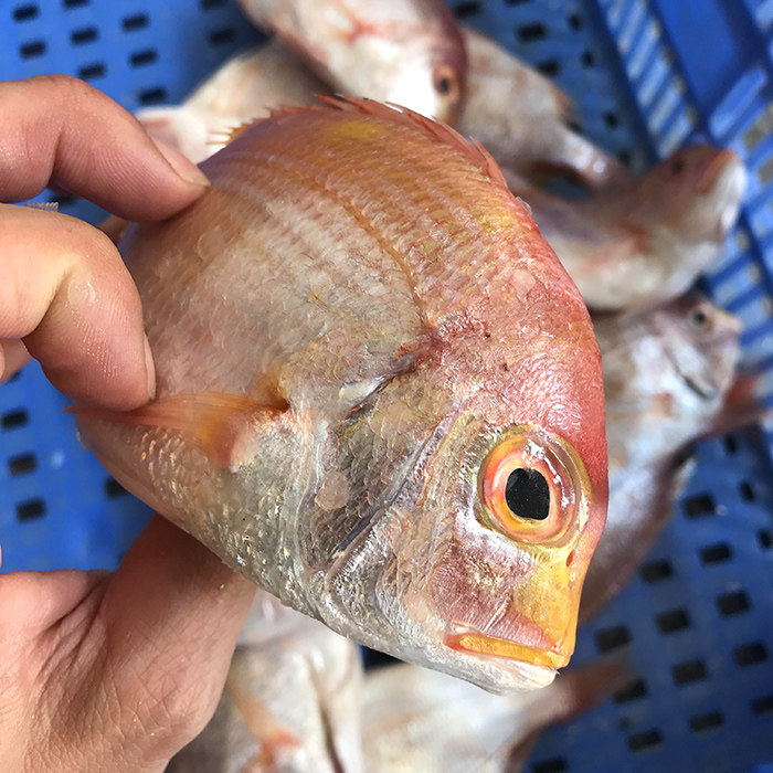 海鲜野生红立鲜活冷冻红伴海鱼2-5条红翅赤棕淡水鱼类