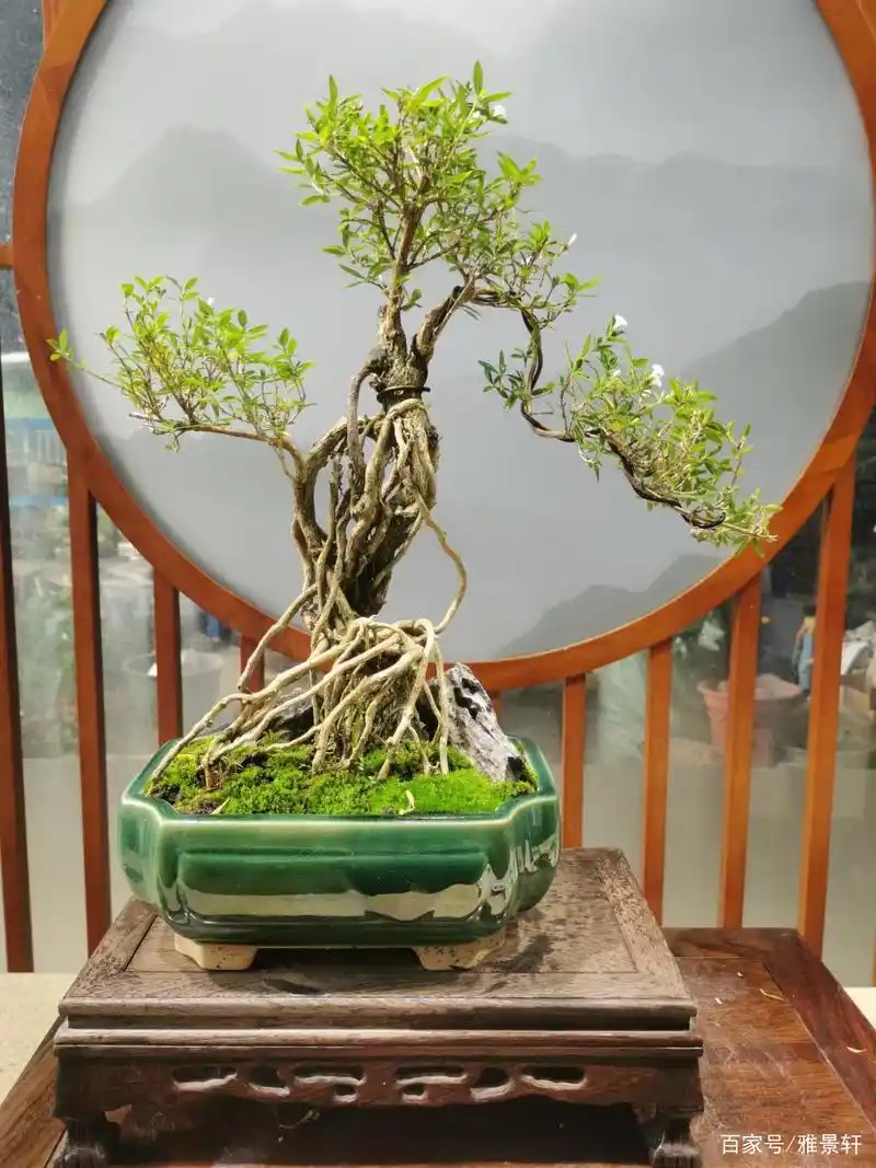 精品老桩六月雪